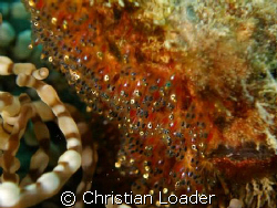 Clark's Anemonefish eggs - fully developed. They hatched ... by Christian Loader 